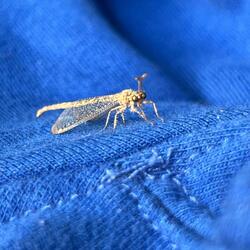 Freestyle "Insectos"