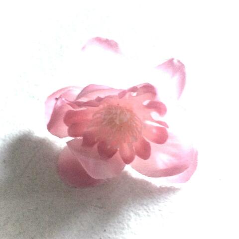 cherry blossoms