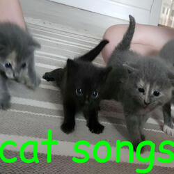 Eepy Cat Song (meow)