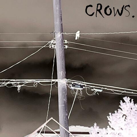 CROWS.