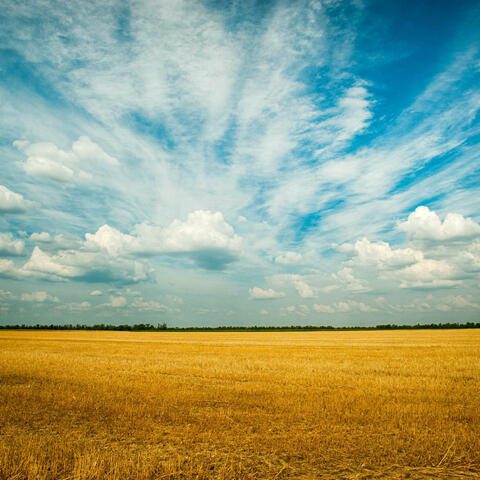 Flush or Fallow