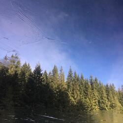 Pine and Cedar