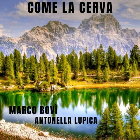Come la cerva