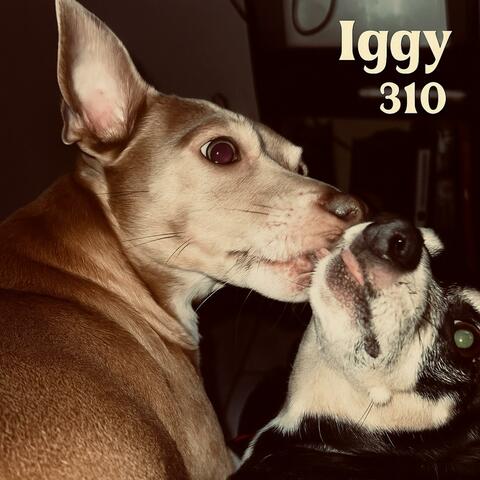 310
