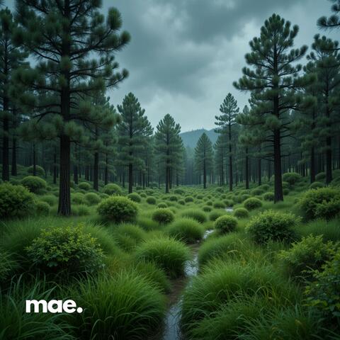 Soothing Jungle Rain