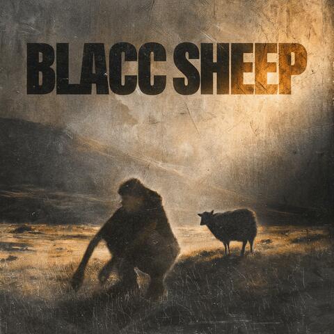 Blacc Sheep