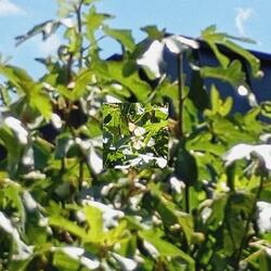 真空の崩壊 (変奏)