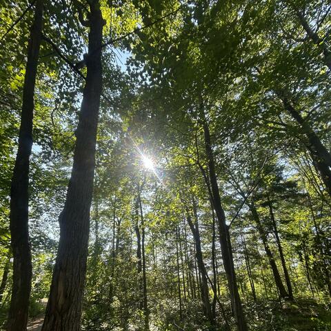 Nature's Record (Beats)