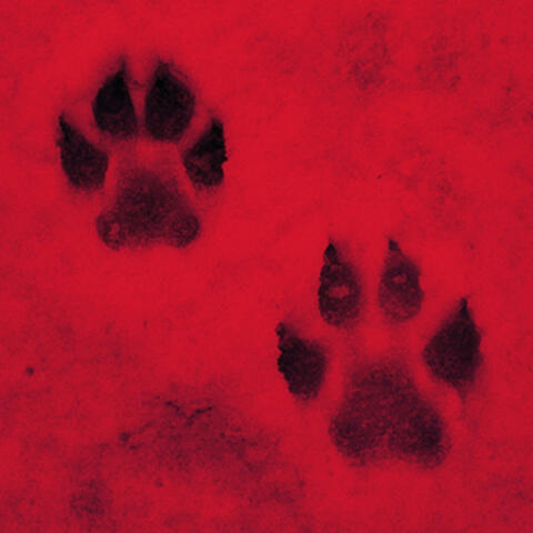 Wolf Tracks