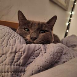 Violet's Purring (feat. Violet The Cat)