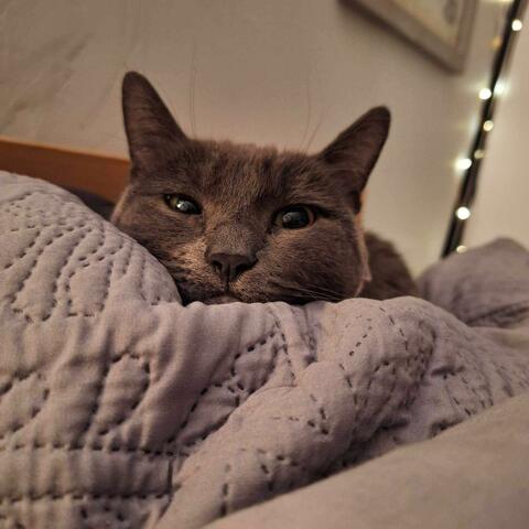 Violet's Purring (feat. Violet The Cat)