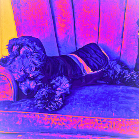 Dreamin' at the Disco