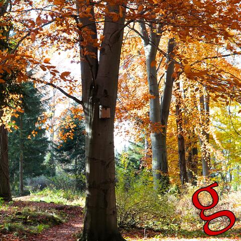 Fagus sylvatica