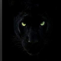 Pharaoune (Radio Edit)