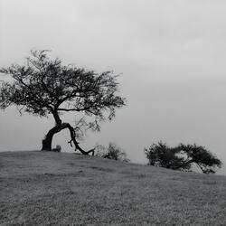 blinded ∴ ambient focus curve