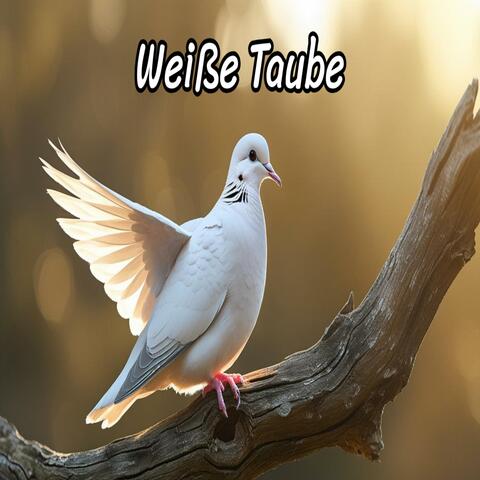 Weiße Taube