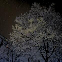 Winter Flakes