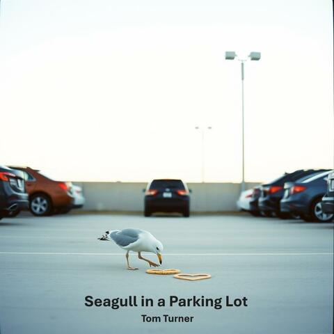 Seagull in a Parking Lot