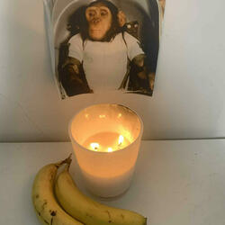 ALBERT II (SPACE MONKEY/HERO MONKEY)
