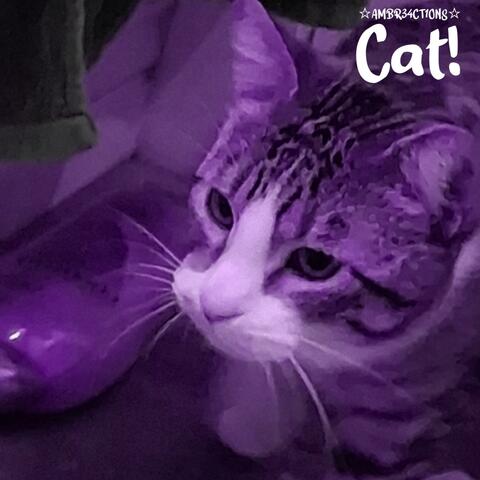 Cat!