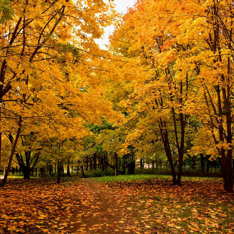 The Changing Seasons (feat. Chuck Gilmore)