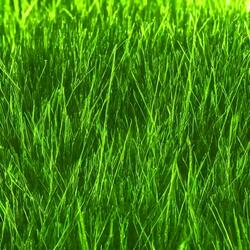 Straight Up (Baton Rouge) Beat