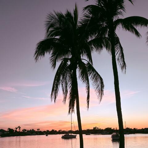 Palm Trees & Styrofoam Cups