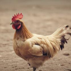 Headless Chicken (Galeto Flow)