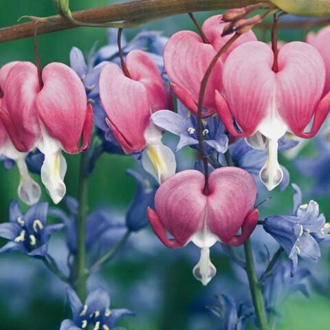 Bleeding Hearts