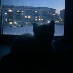 how often do you feel lonely?