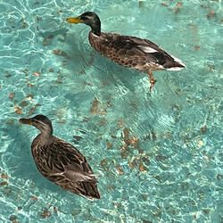 Bird Sanctuary