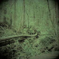 Abandoned Forest