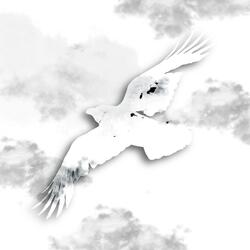 white eagle