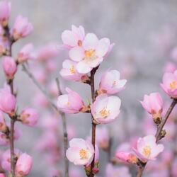 blooming