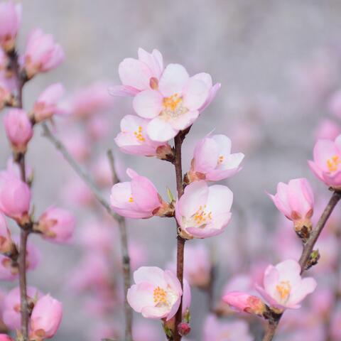 blooming
