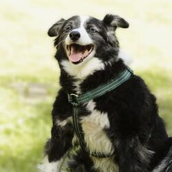 Charlotte die Hündin