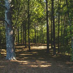 Still Forest Light