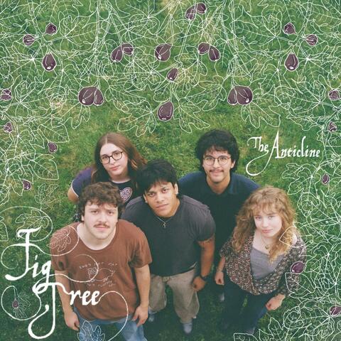 Fig Tree