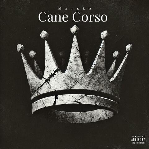 Cane Corso