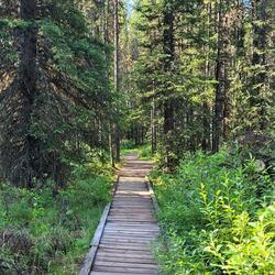 Forest Jamboree (Wonder Band Tapes)