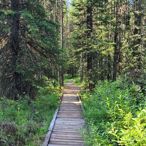 Forest Jamboree (Wonder Band Tapes)