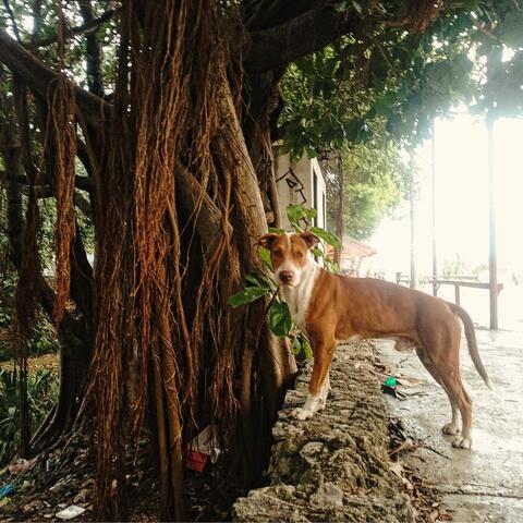 Man's Best Friend (A Dogs Song)