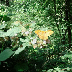 nothing has changed much, except for me and my garden