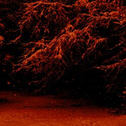 Leaves Fell Behind