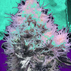 tidalwave 2.0 (slow & reverb)