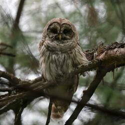 STRIGIDAE