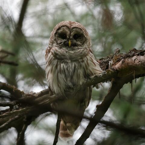 STRIGIDAE