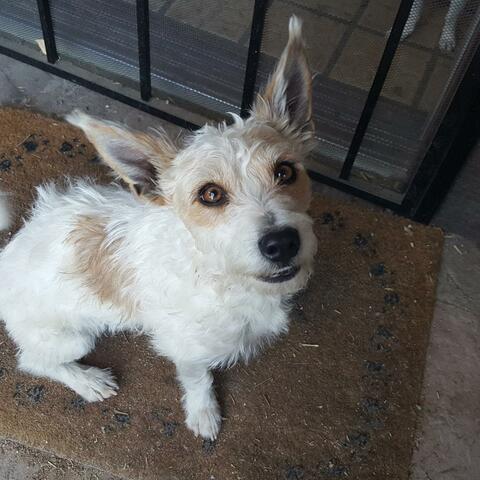 Little Yip