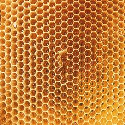 Rimsky-Korsakov: Flight of the Bumblebee