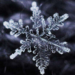 Snowflake, July 16th